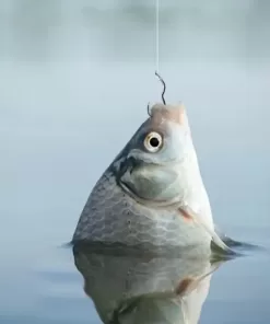 Şamandıra İğnesi, Balığın Ağzına Kendi Takılan İğne - Balık Av Kancası